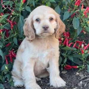 Audrey, Cocker Spaniel Puppy